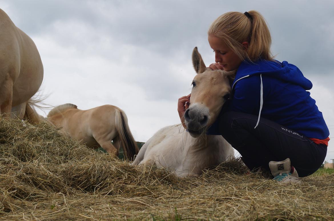 Fjordhest Højgaards Milo - 1/7-13 Min lille basse<3 You mean the world to me!<3 billede 15