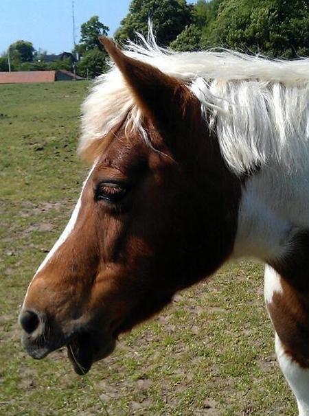 Anden særlig race Cirkeline - 19.hun var så smuk!<3 billede 19