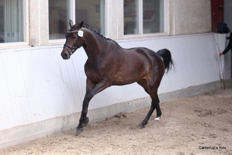 Trakehner Atlina billede 3