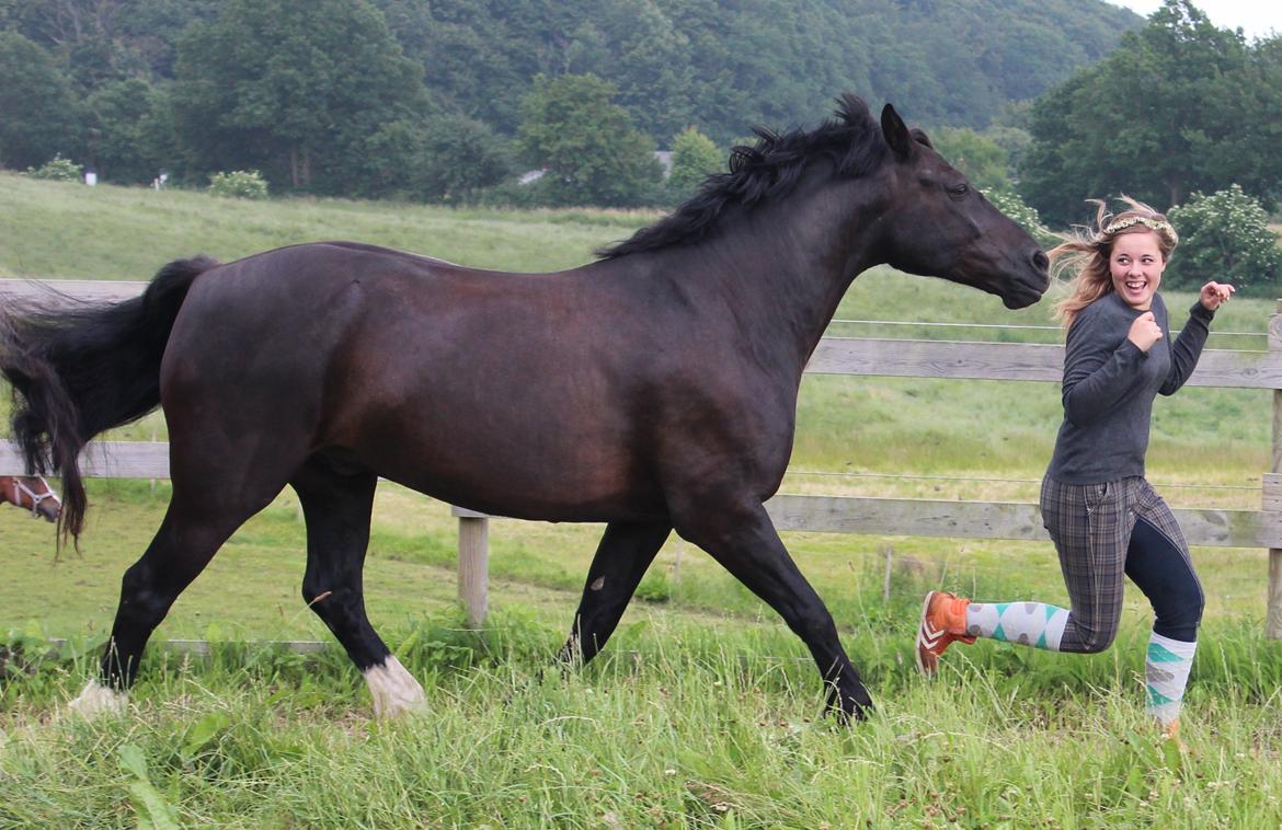 Welsh Cob (sec D) Dynamite Bogart - Fangeleg ♥ billede 18