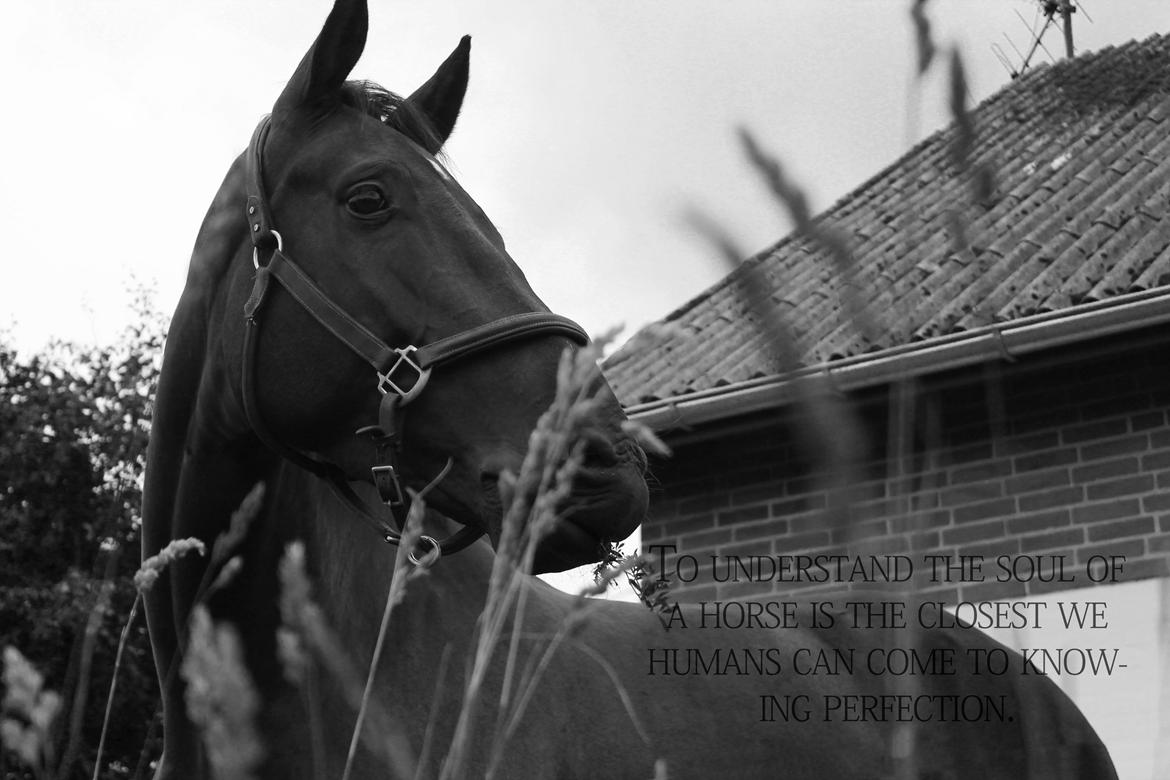 Dansk Varmblod Carlos [Solgt] - "To understand the soul of a horse is the closet we humans can come to knowing perfection" <3 billede 14