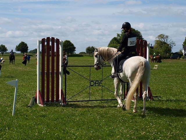 Lusitano Zapatero (spa) - Zap og jeg på Vilhelmsborg 2013 til Trecfinale for hold billede 18
