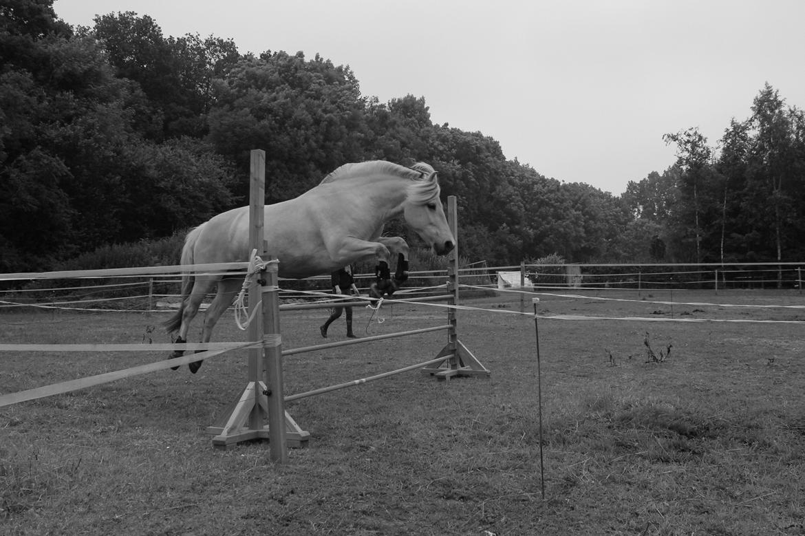 Fjordhest Refstrups Lucinda - Løsspring sommerferien 2013. -DET ER FORBUDT AT KOPIERE BILLEDERNE! billede 15