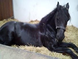 Frieser Jaike Fan Healwei - hvorfor stå tidligt op, nå man står inde på en regnvejrdag ?  billede 11