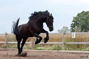 Frieser Jaike Fan Healwei - Jaike meget glad over at være fri på banen  billede 8