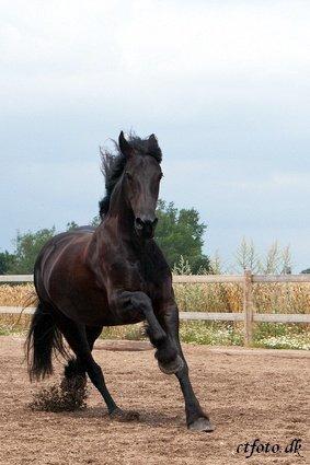 Frieser Jaike Fan Healwei - Fuld fart frem ad  billede 9