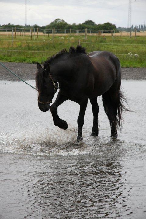 Frieser Jaike Fan Healwei - jaike leger i vandet.  billede 19