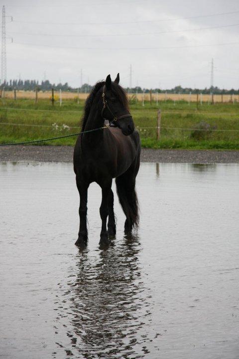Frieser Jaike Fan Healwei - stjernen holder øje med de andre heste.  billede 17