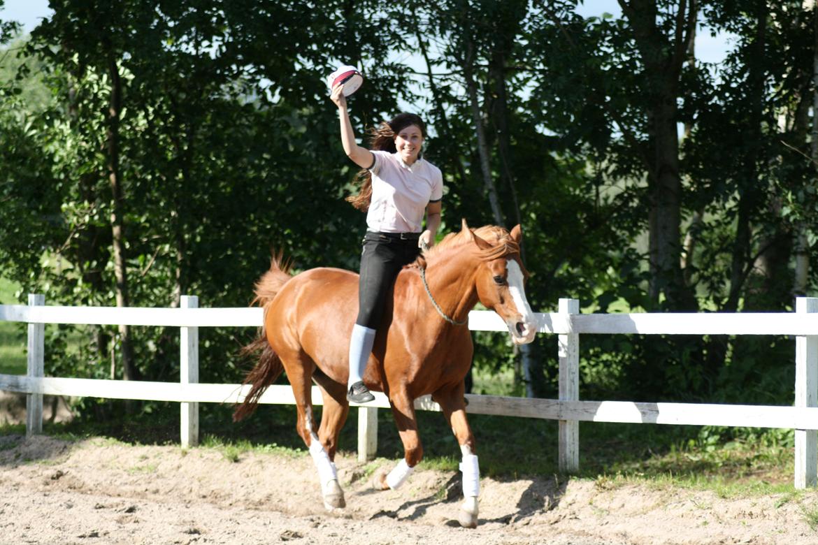 DSP Eddingburg - Gallop  billede 19