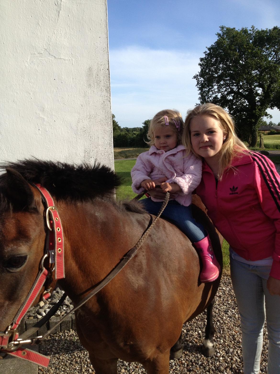 Welsh Mountain (sec A) Dikkie!<3 billede 12