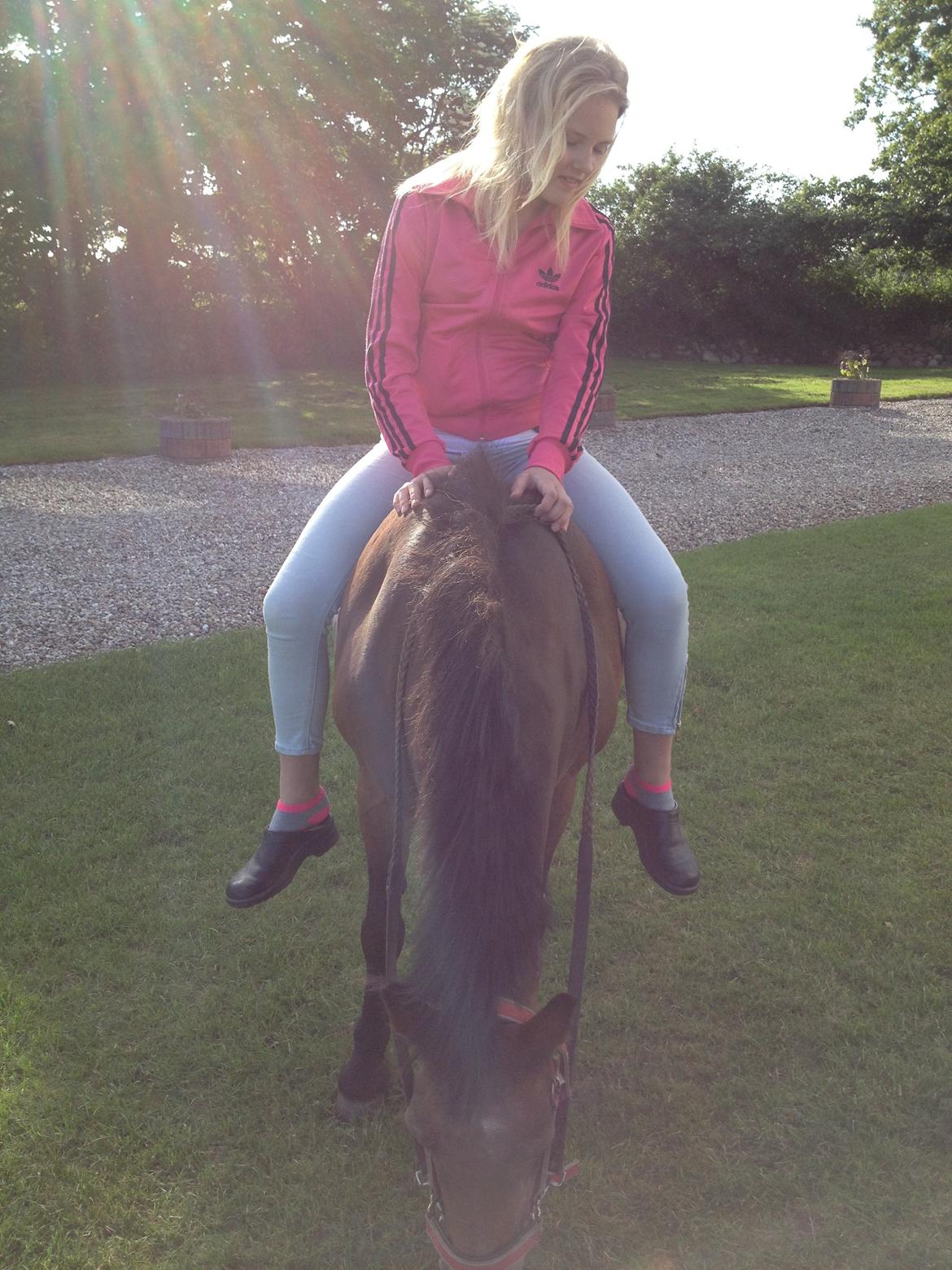 Welsh Mountain (sec A) Dikkie!<3 billede 13