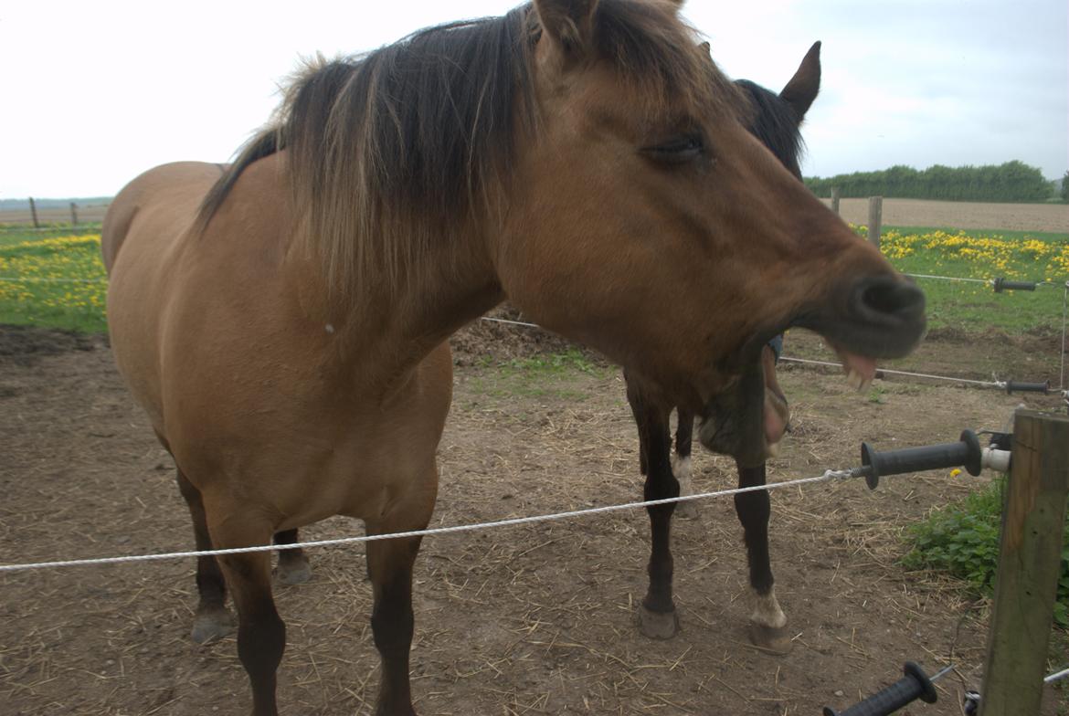 Anden særlig race Tøsen<3 billede 3