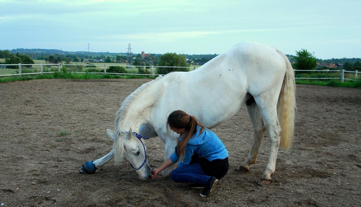 Irsk Sportspony Rahscanlon Lad  - White beauty - - Dygtig pony har lært at neje fint! :D billede 8