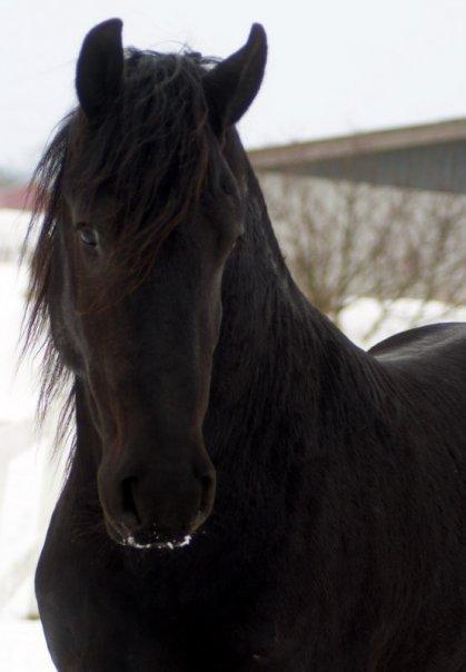 Frieser ~ Willov Terplinggaard ~ billede 6