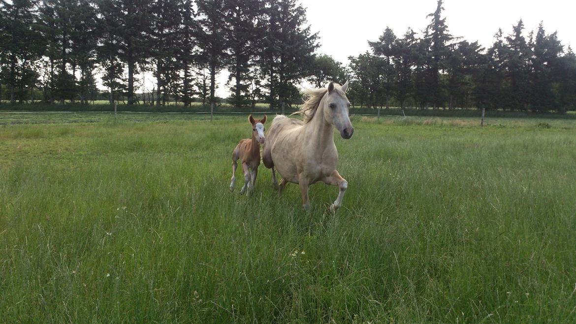 Welsh Partbred (Sec F) Stald Amour´s Commodore billede 6