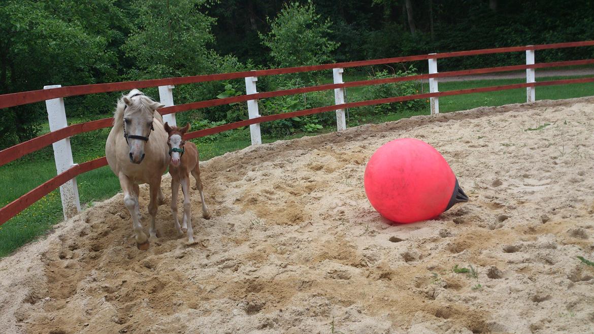 Welsh Partbred (Sec F) Stald Amour´s Commodore billede 1