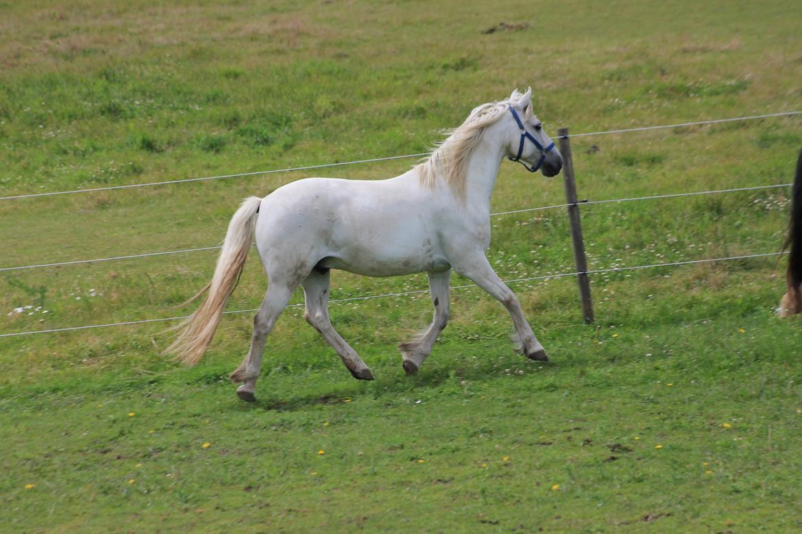 Connemara Søstholm Merlin *Mit liv* - 19) Fri trav på folden, smukke dreng <3 *Foto: Mig* billede 11