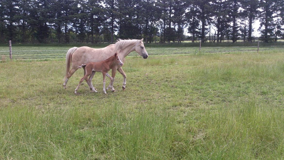 Welsh Partbred (Sec F) Stald Amour´s Commodore billede 11