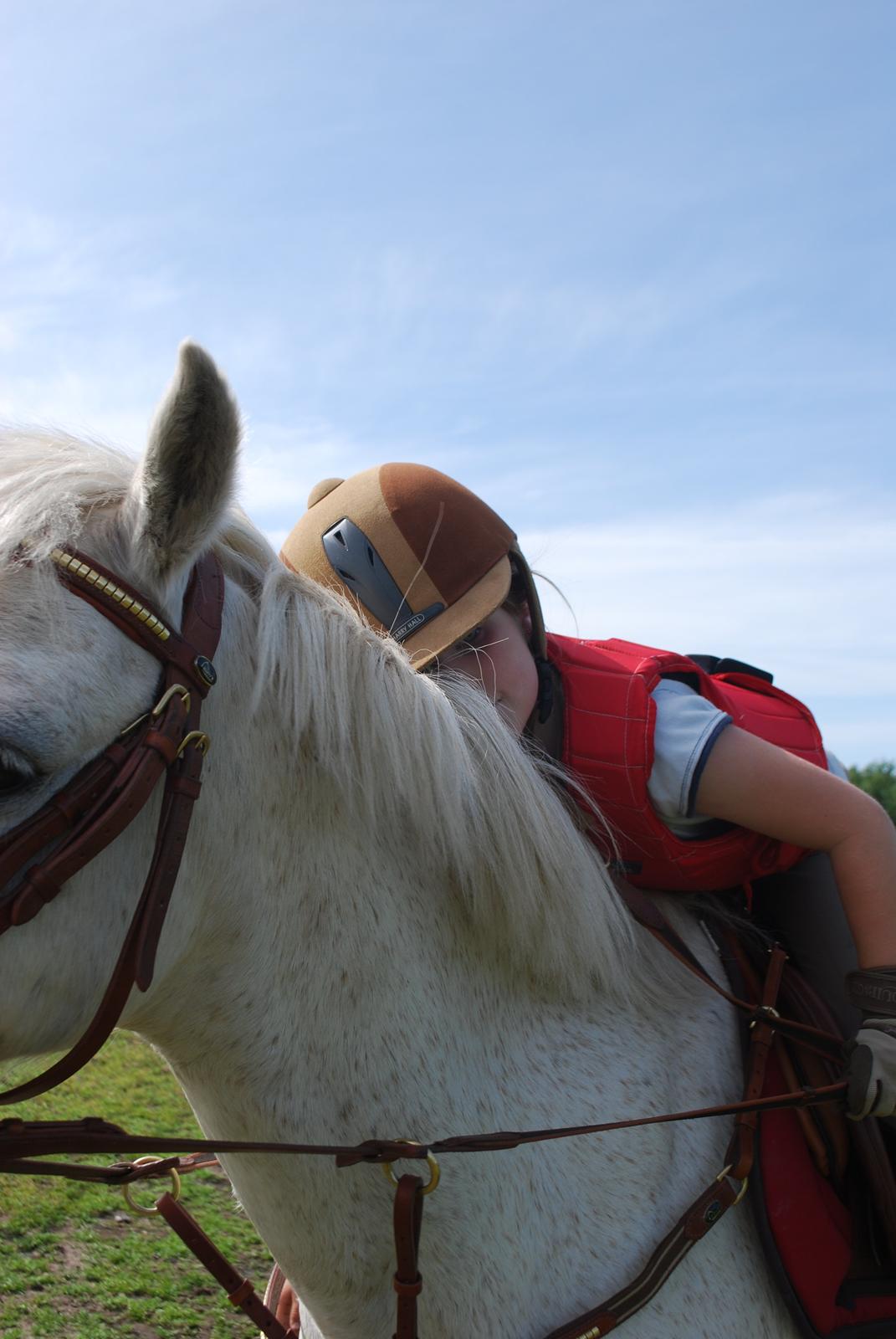 Welsh Pony (sec B) Respa ( Clements Caligula ) billede 2