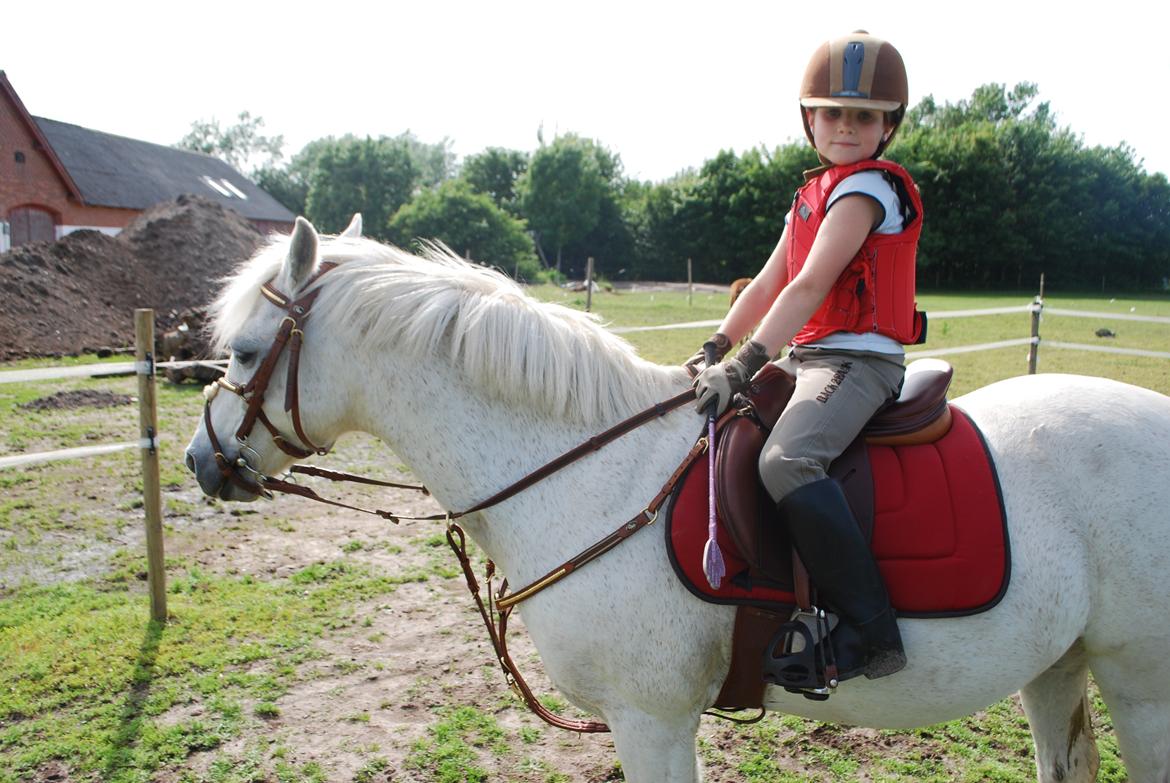 Welsh Pony (sec B) Respa ( Clements Caligula ) billede 3