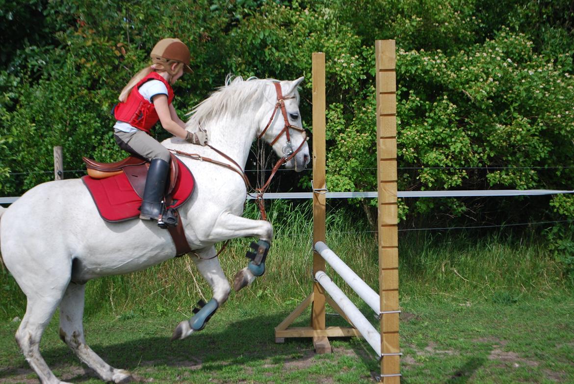 Welsh Pony (sec B) Respa ( Clements Caligula ) billede 4