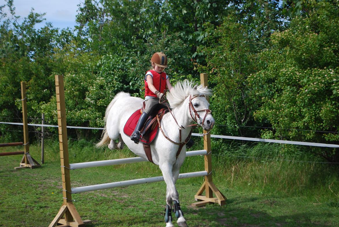 Welsh Pony (sec B) Respa ( Clements Caligula ) billede 6