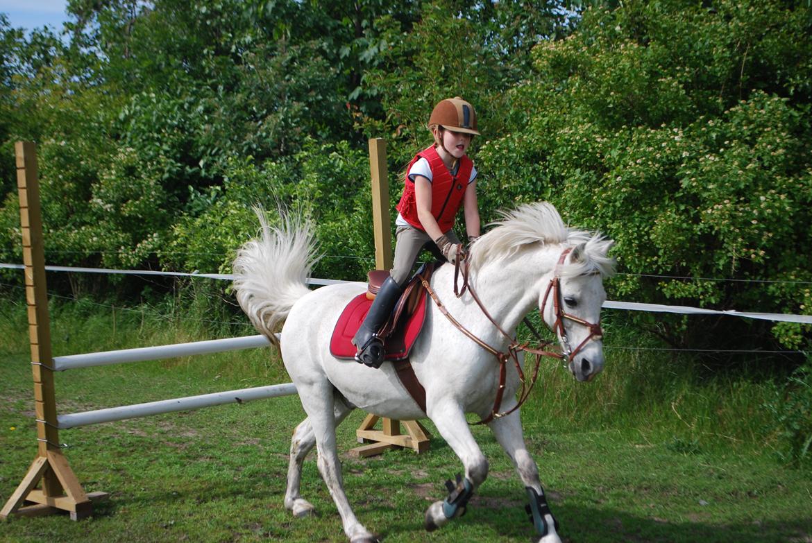 Welsh Pony (sec B) Respa ( Clements Caligula ) billede 7