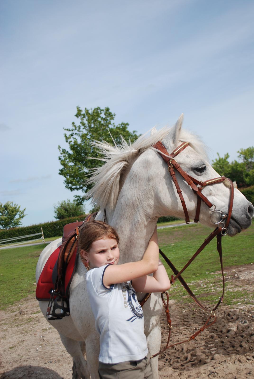 Welsh Pony (sec B) Respa ( Clements Caligula ) billede 9