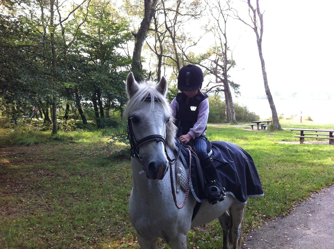 Welsh Pony (sec B) Respa ( Clements Caligula ) billede 11