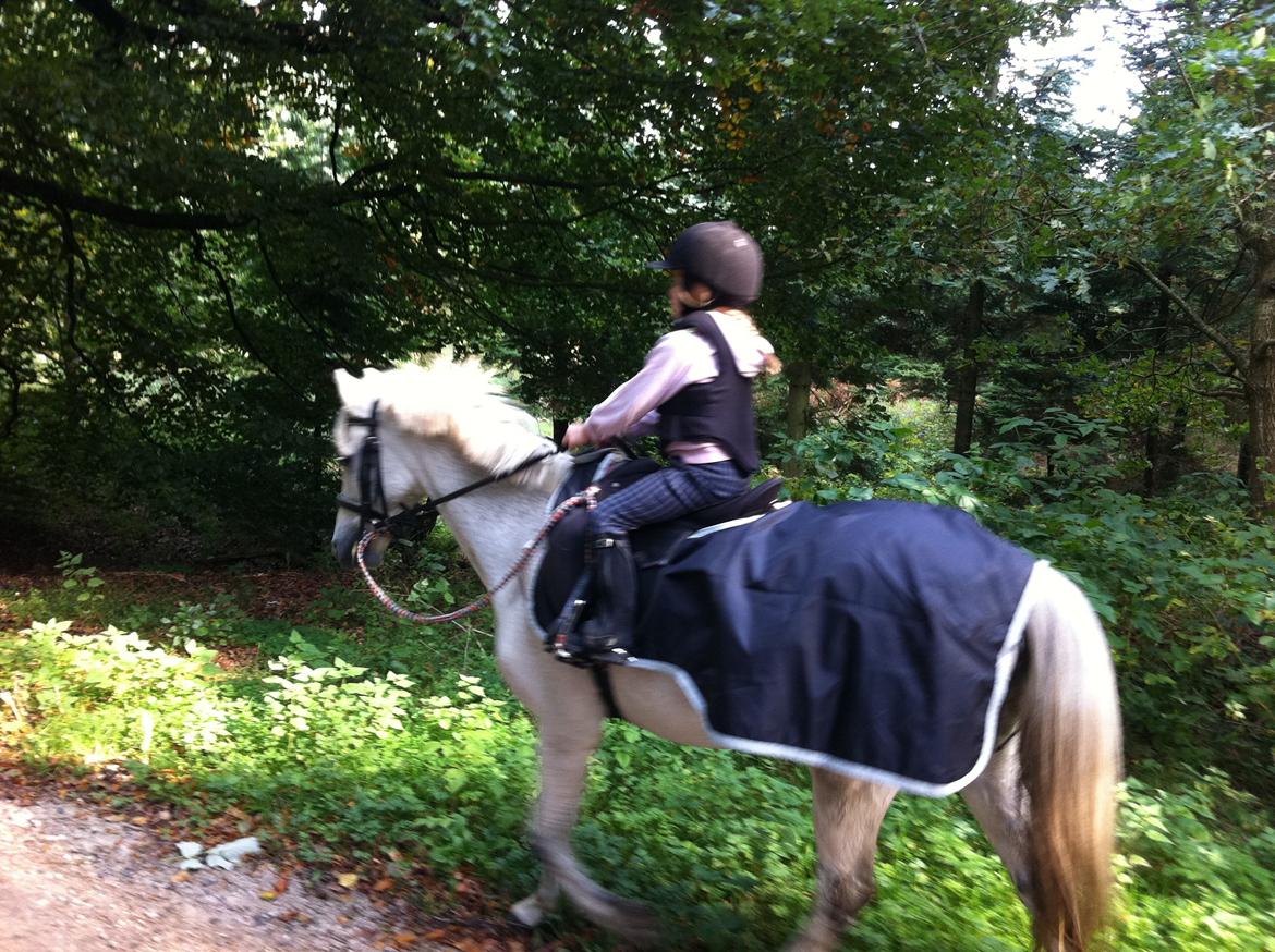 Welsh Pony (sec B) Respa ( Clements Caligula ) billede 14