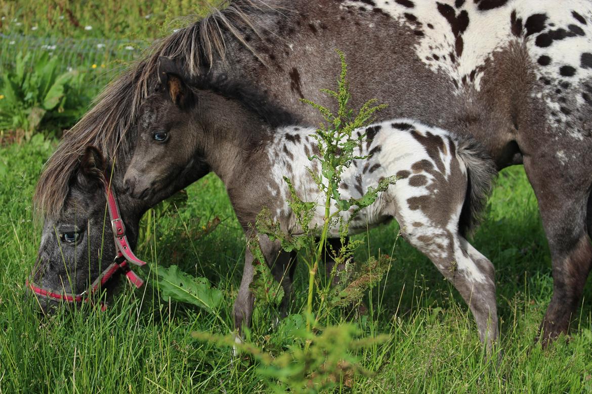 Knabstrupper Kragheredens Jaming Blue Boy billede 8