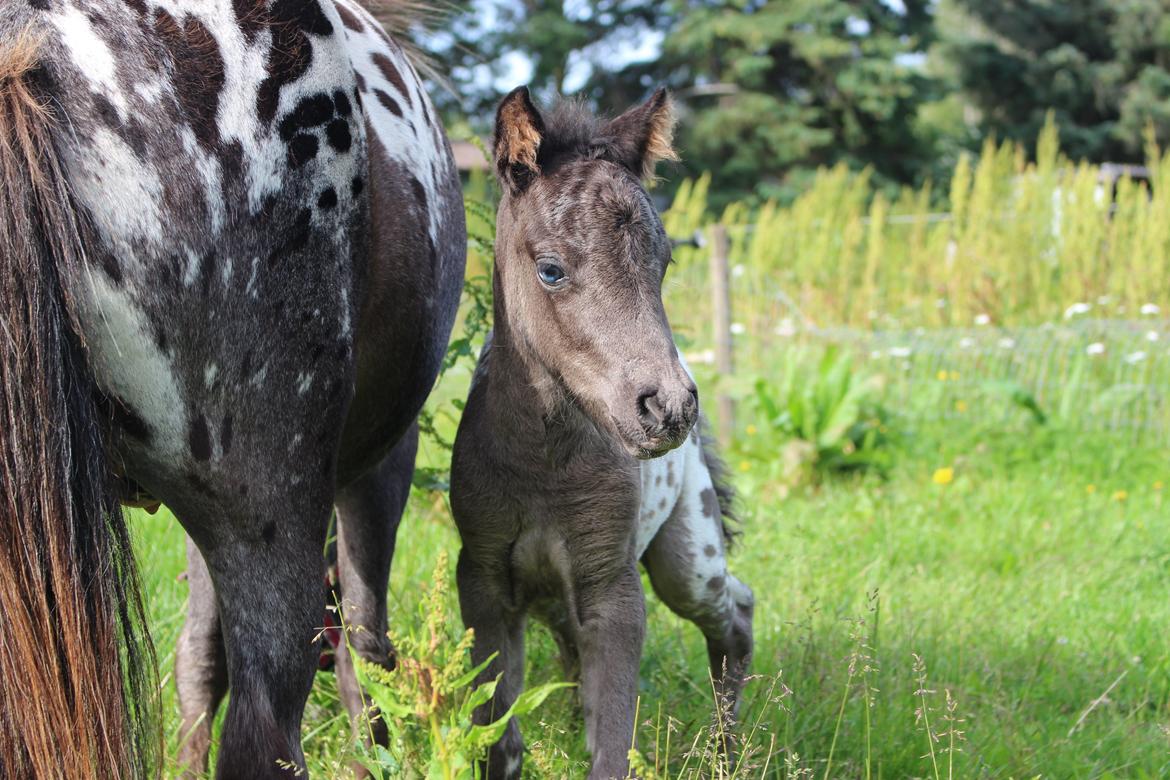 Knabstrupper Kragheredens Jaming Blue Boy billede 9