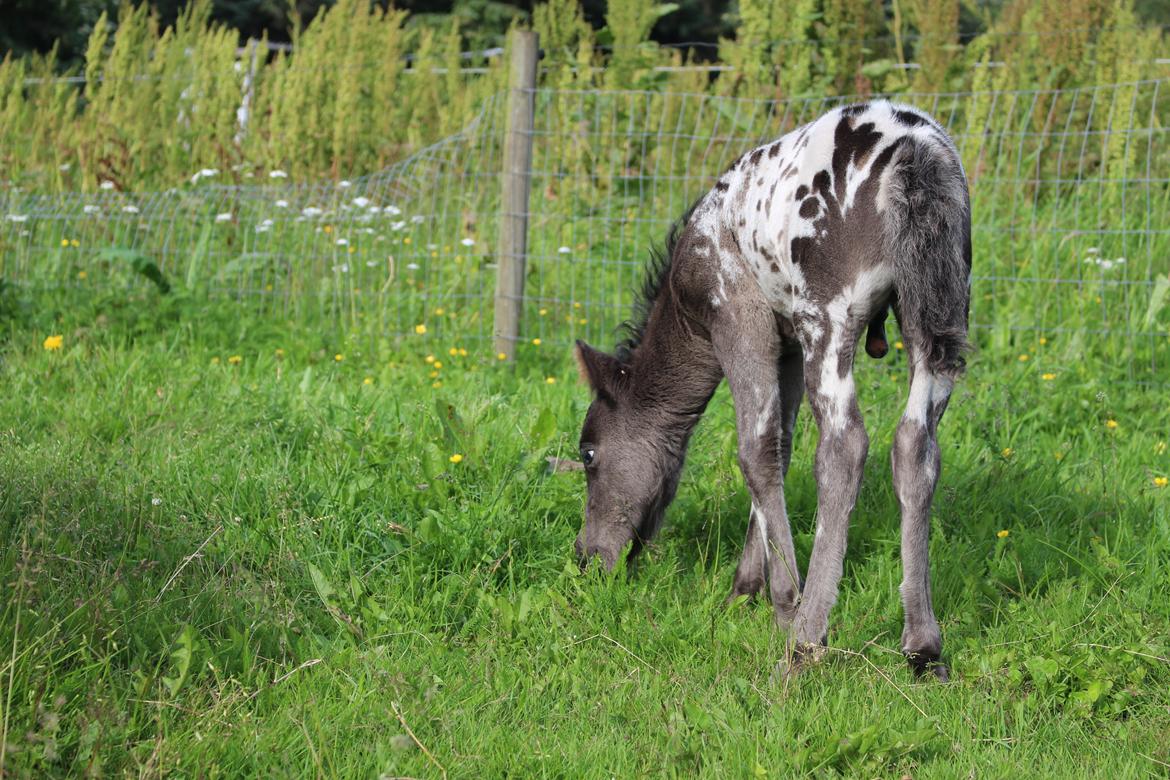 Knabstrupper Kragheredens Jaming Blue Boy billede 10