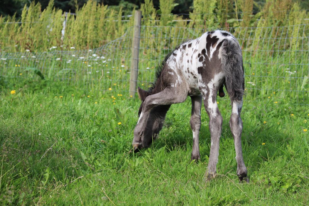 Knabstrupper Kragheredens Jaming Blue Boy billede 12