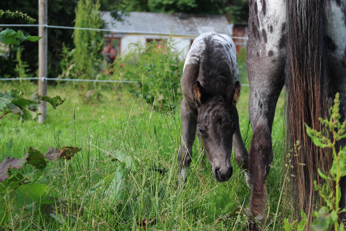 Knabstrupper Kragheredens Jaming Blue Boy billede 11