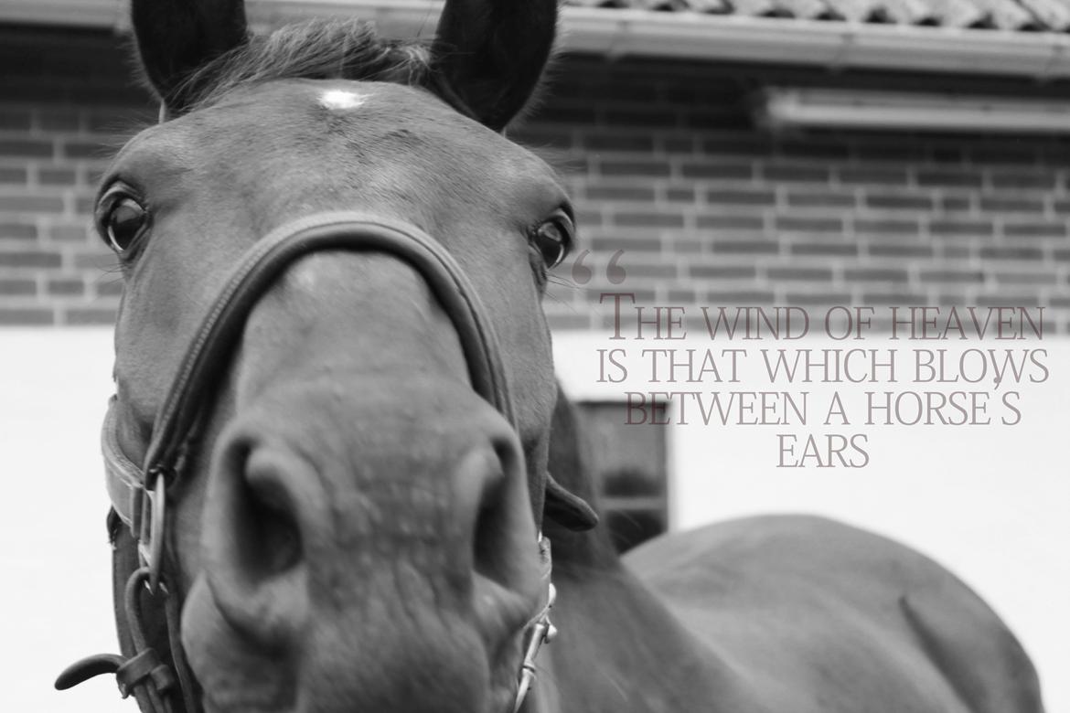 Dansk Varmblod Carlos [Solgt] - "The wind of heaven is that which blows between a horse's ears" <3 billede 12