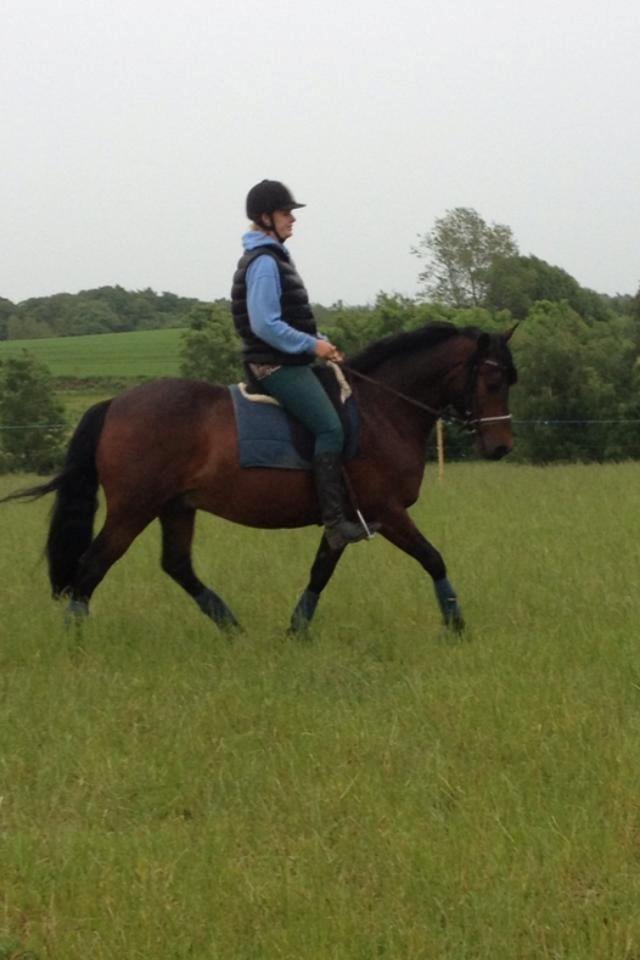 Anden særlig race Nellebjerggård's Bergers BS billede 1