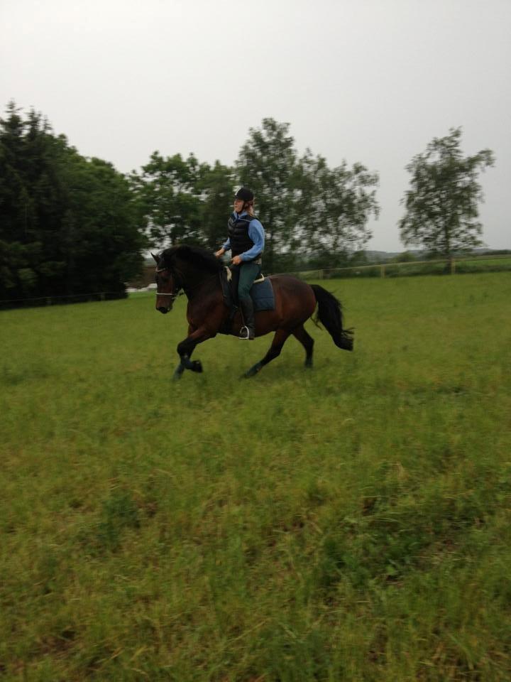 Anden særlig race Nellebjerggård's Bergers BS billede 16