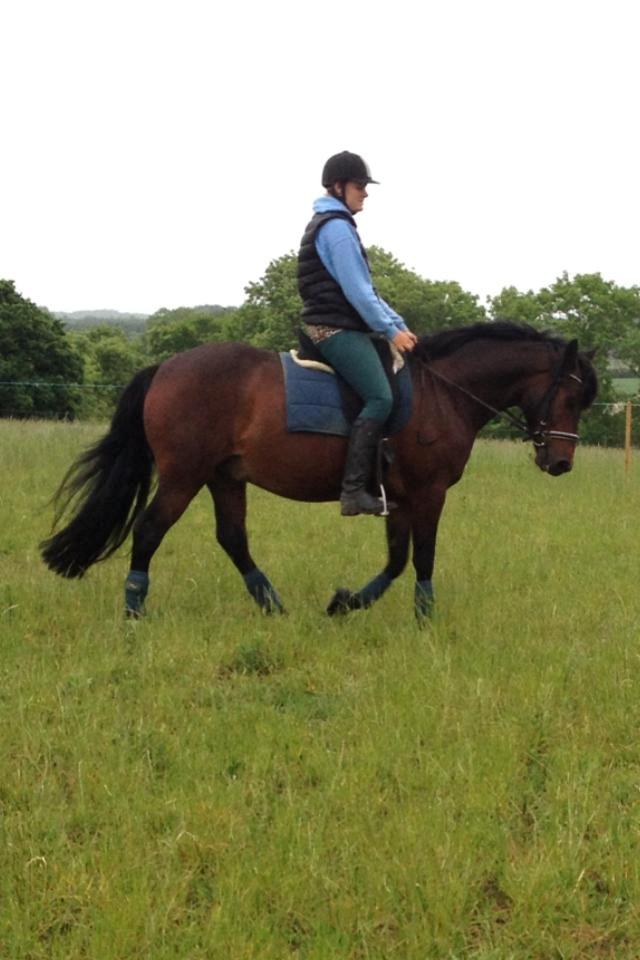 Anden særlig race Nellebjerggård's Bergers BS billede 13