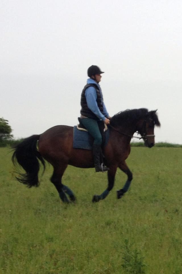 Anden særlig race Nellebjerggård's Bergers BS billede 6