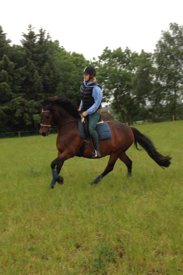 Anden særlig race Nellebjerggård's Bergers BS billede 8