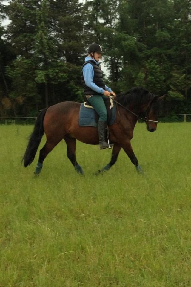 Anden særlig race Nellebjerggård's Bergers BS billede 11