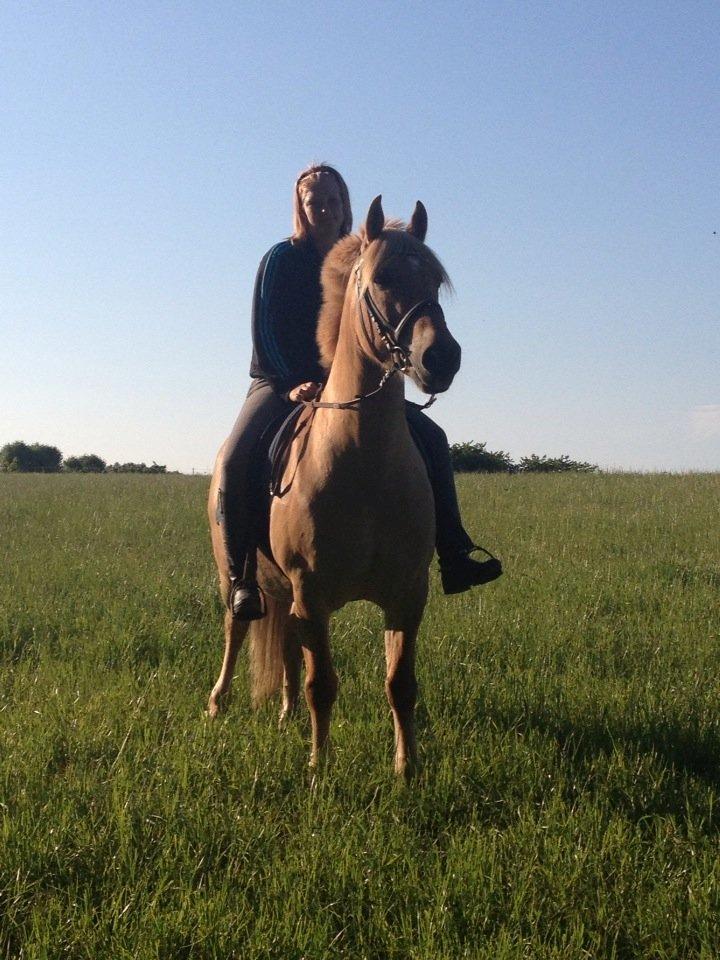 Anden særlig race Nellebjerggård's Gandalf billede 1