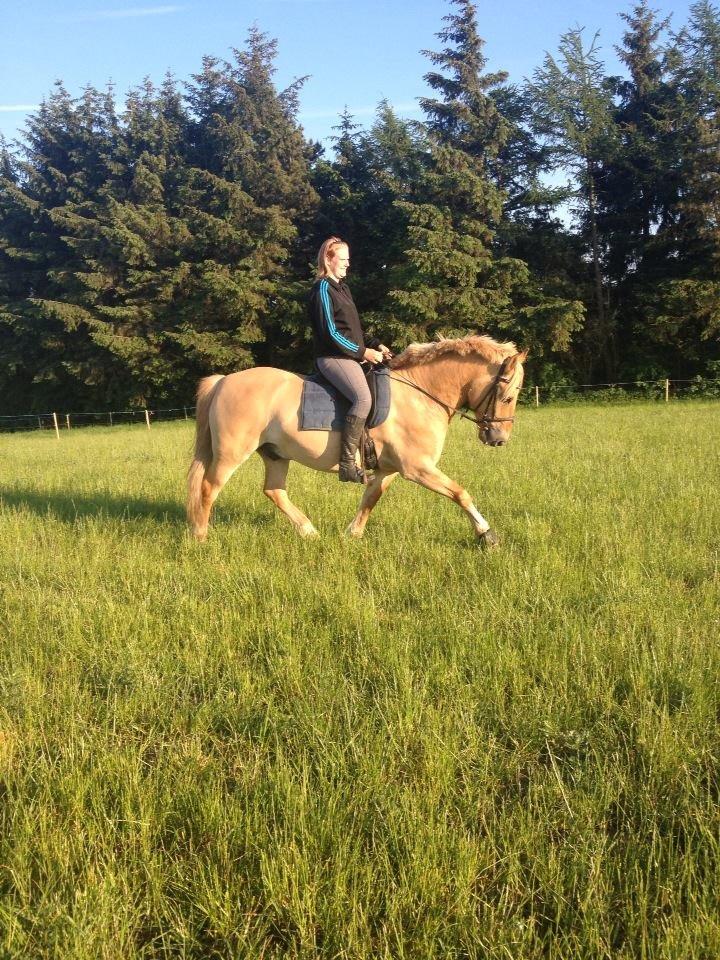 Anden særlig race Nellebjerggård's Gandalf billede 9