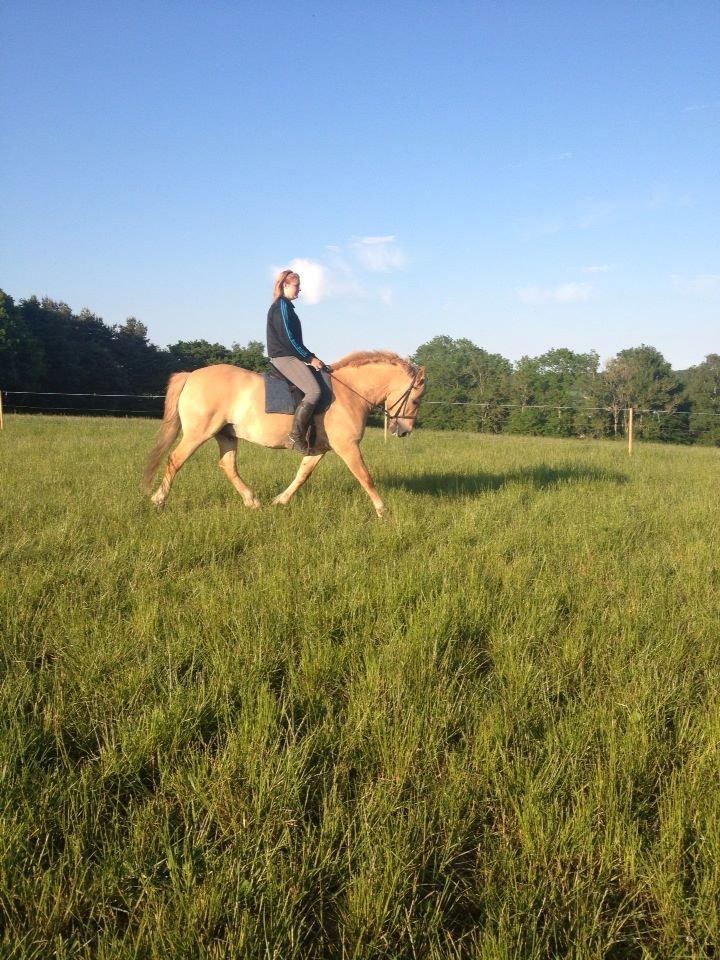 Anden særlig race Nellebjerggård's Gandalf billede 3