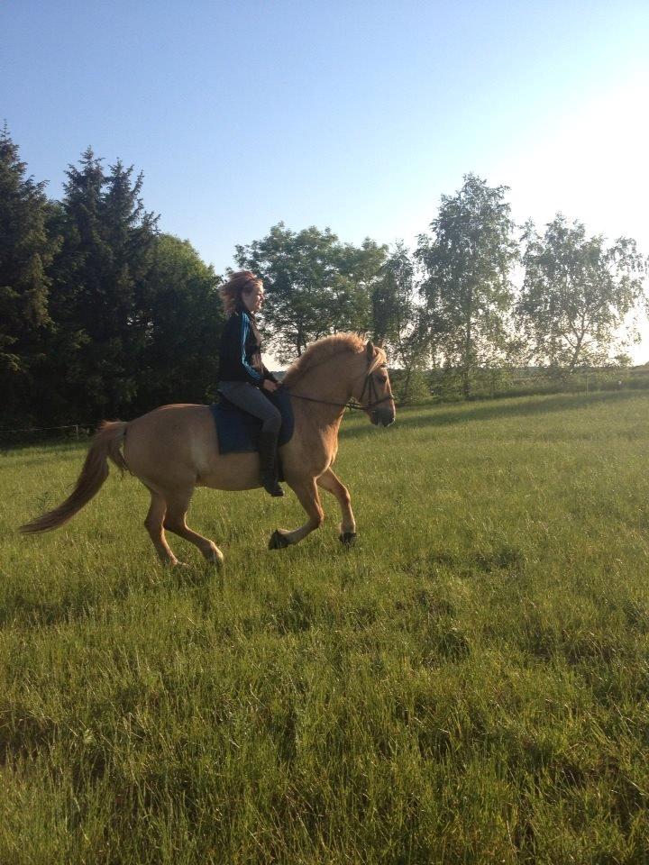Anden særlig race Nellebjerggård's Gandalf billede 19