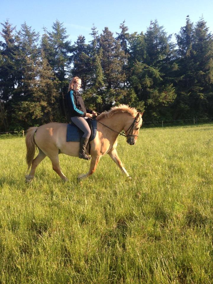 Anden særlig race Nellebjerggård's Gandalf billede 17