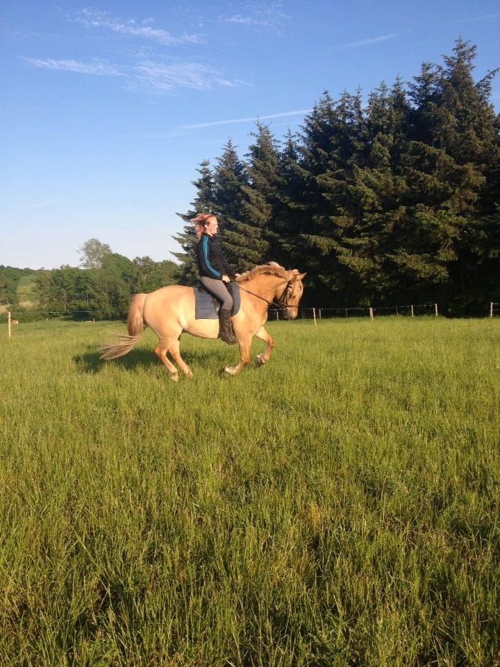 Anden særlig race Nellebjerggård's Gandalf billede 14