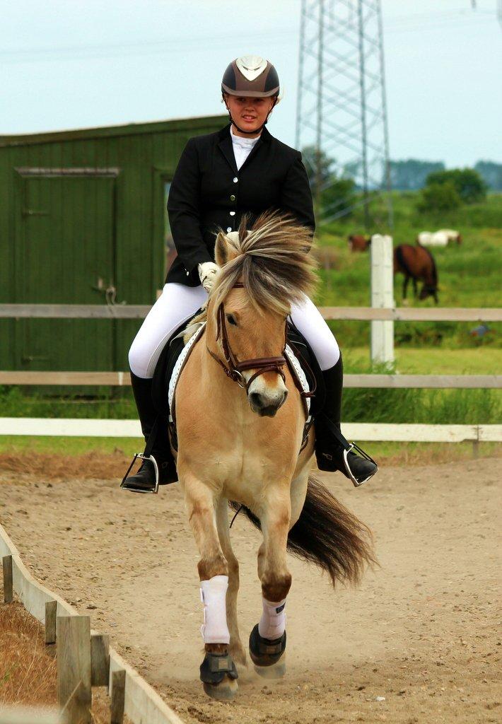 Fjordhest BG Gandalf (Fyns/klub mester!<3<3) :-* - Stævne - SER LB1  billede 2