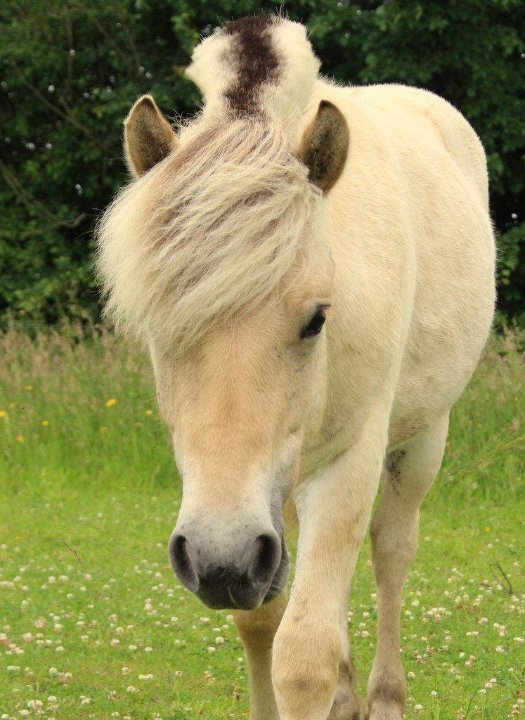 Fjordhest Egebæks Kasio. - Min skønne dreng :')  billede 18
